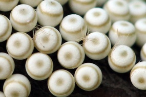 Orgyia antiqua