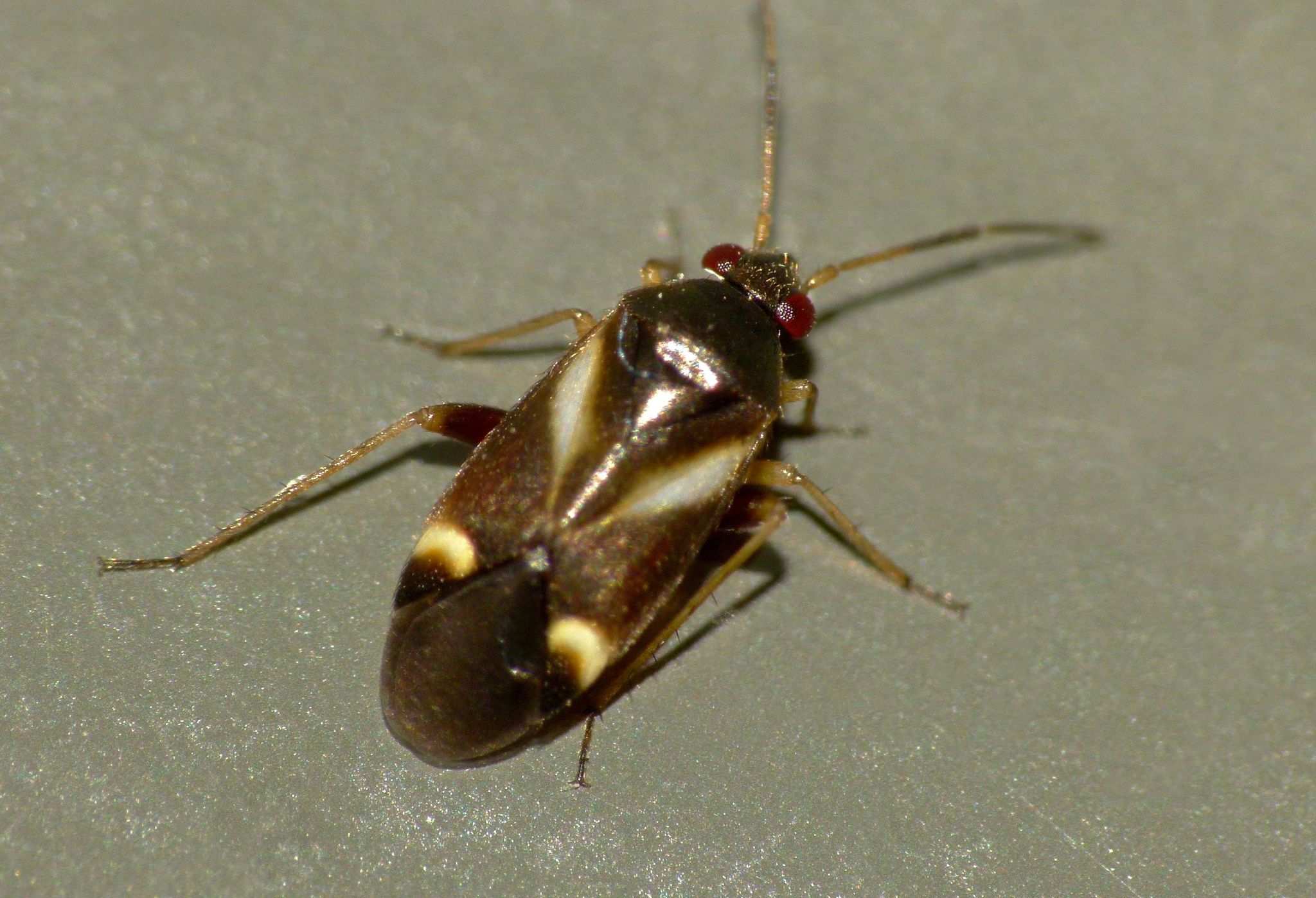 Ausejanus albisignatus