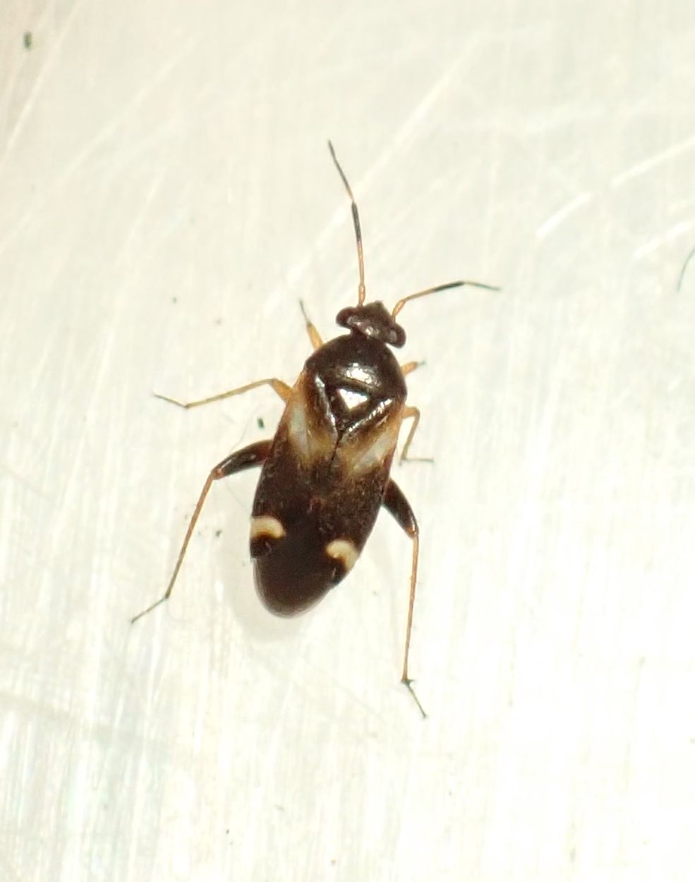 Ausejanus albisignatus