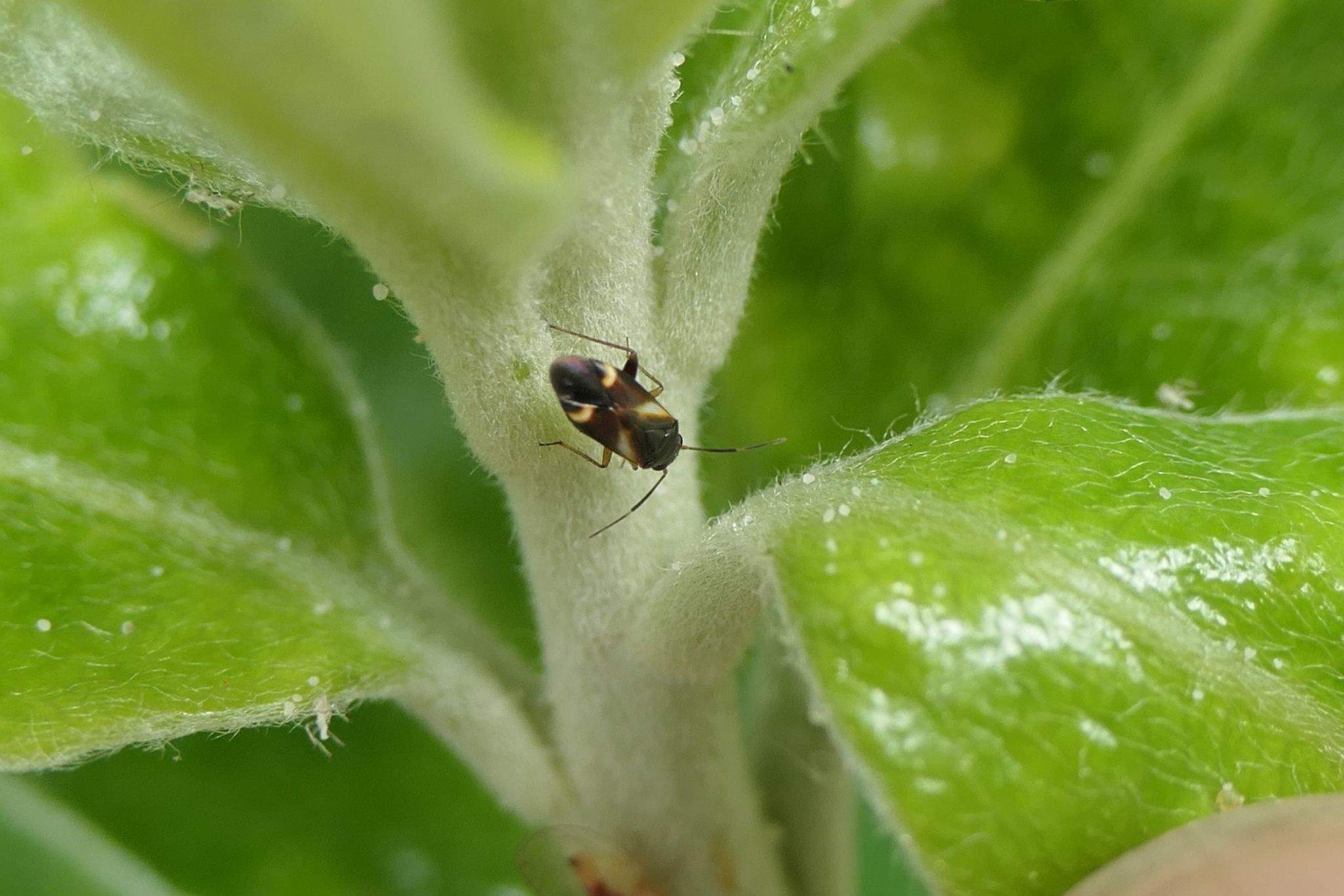 Ausejanus albisignatus