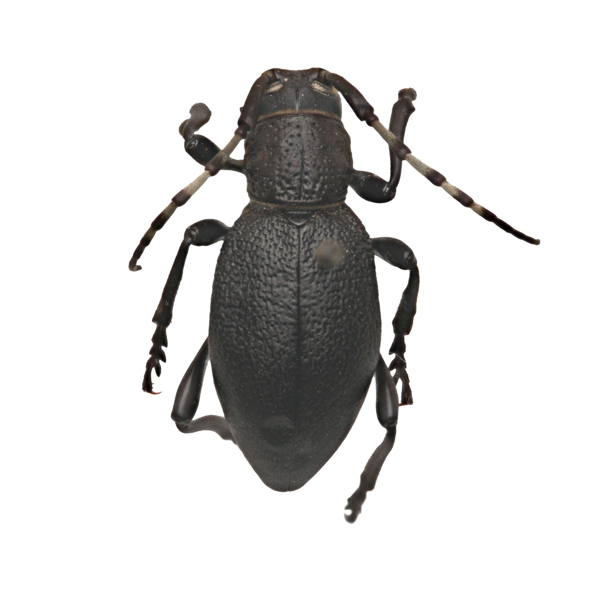 Moneilema semipunctatum