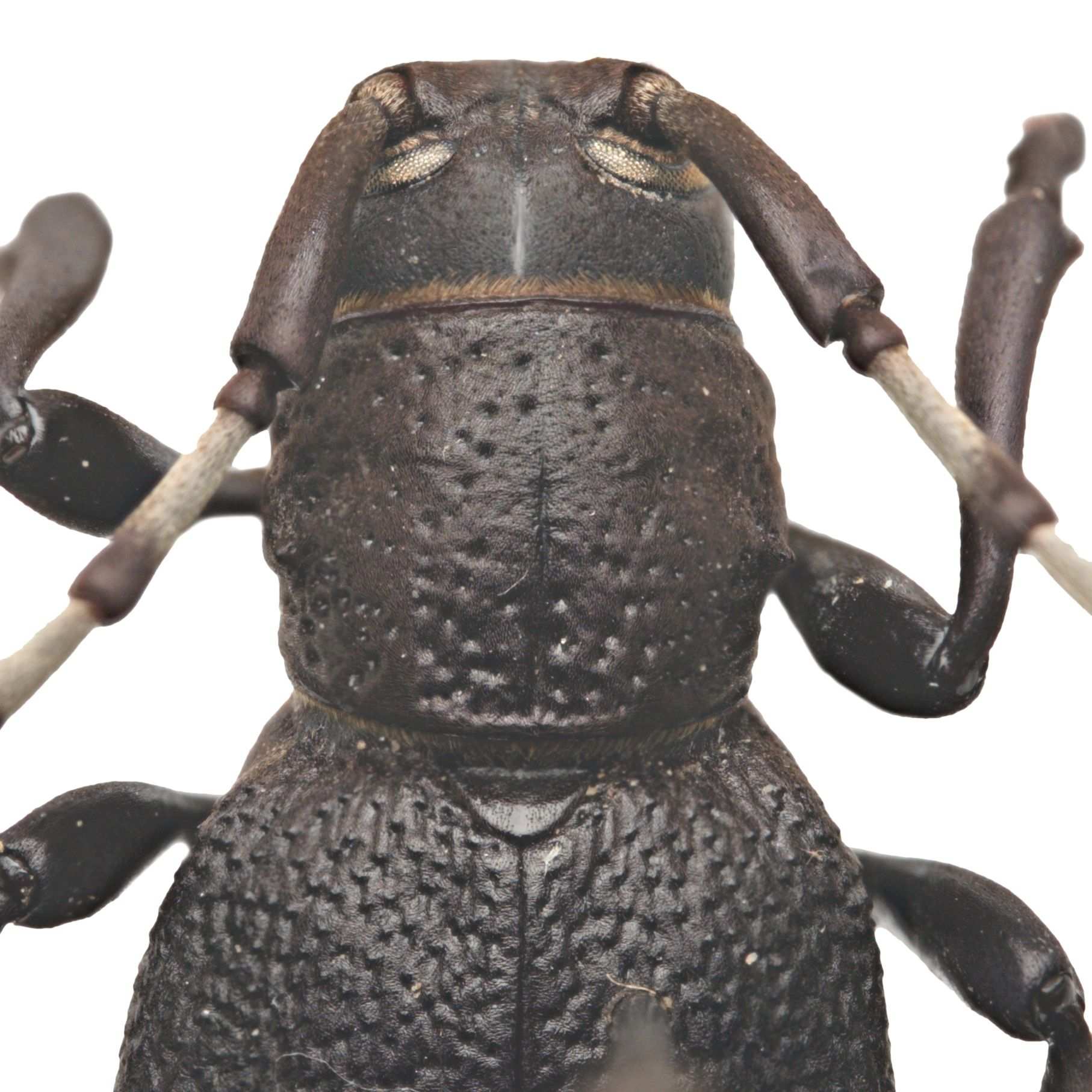 Moneilema semipunctatum