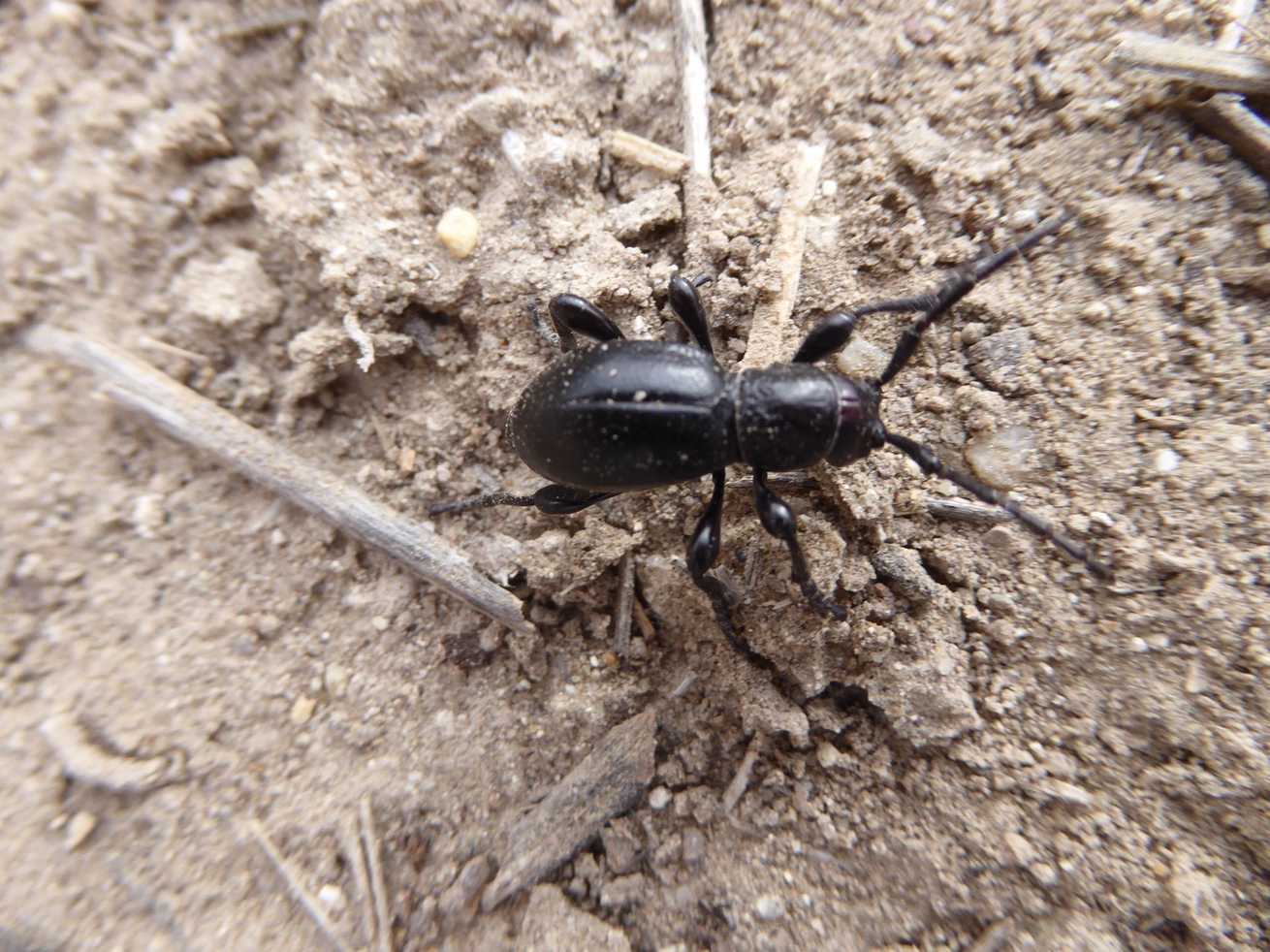 Moneilema semipunctatum