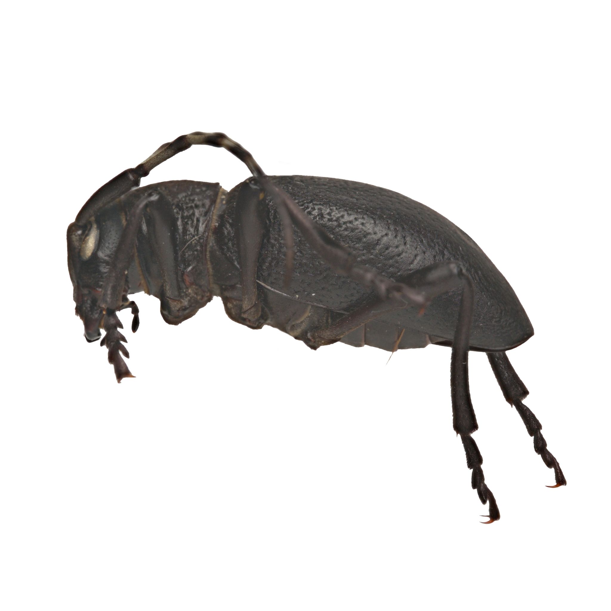Moneilema semipunctatum