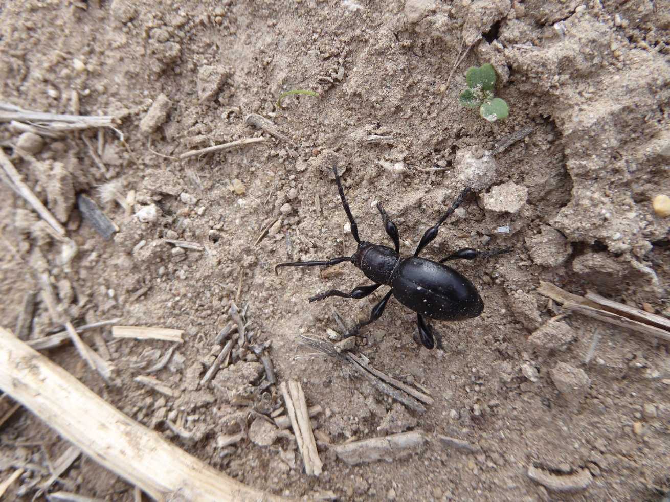 Moneilema semipunctatum