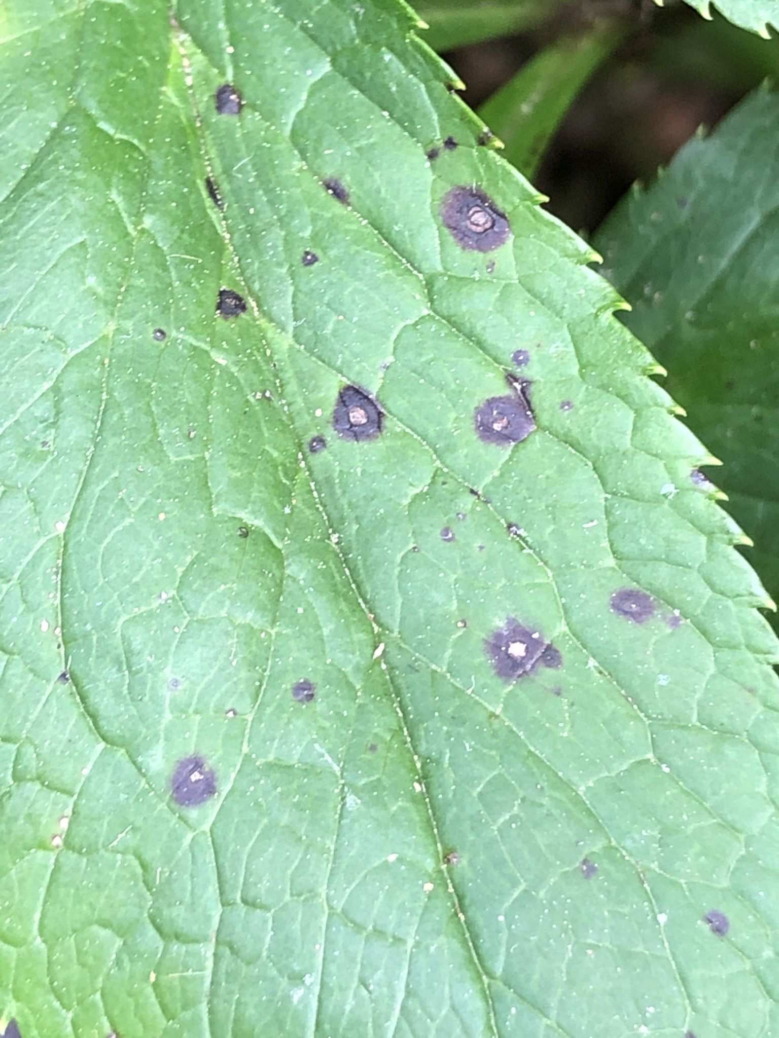 Microsphaeropsis hellebori
