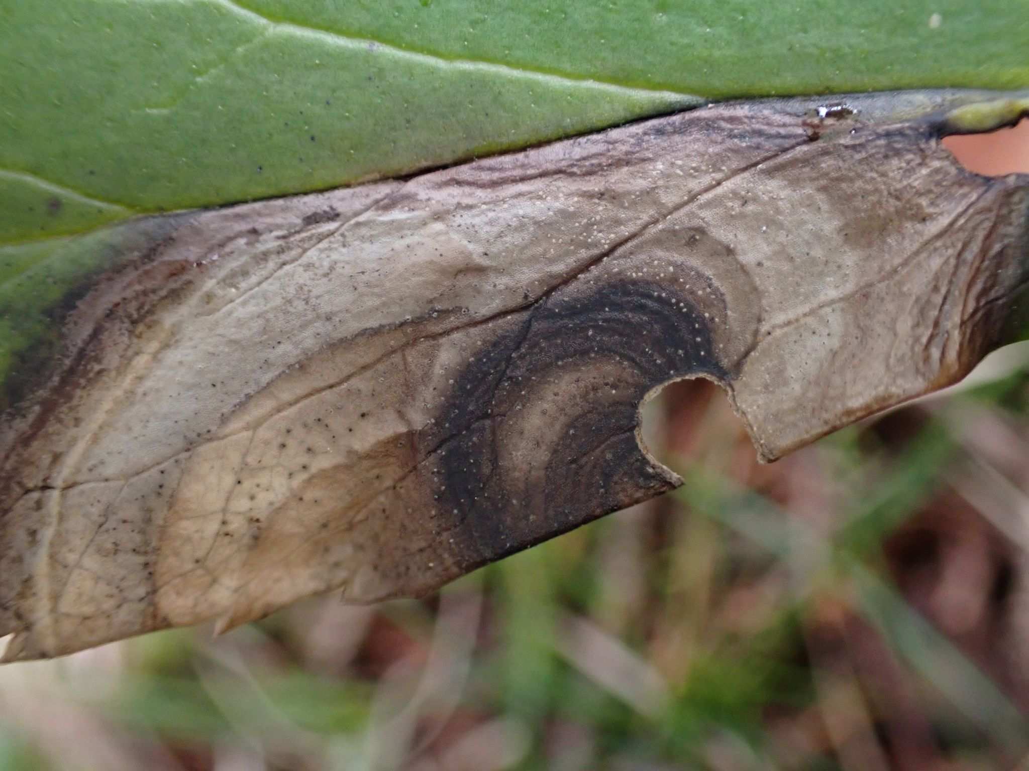 Microsphaeropsis hellebori