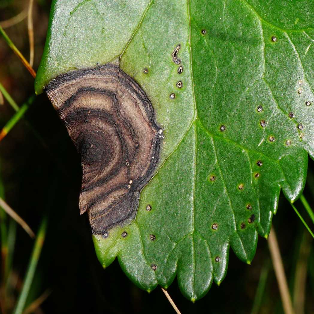 Microsphaeropsis hellebori