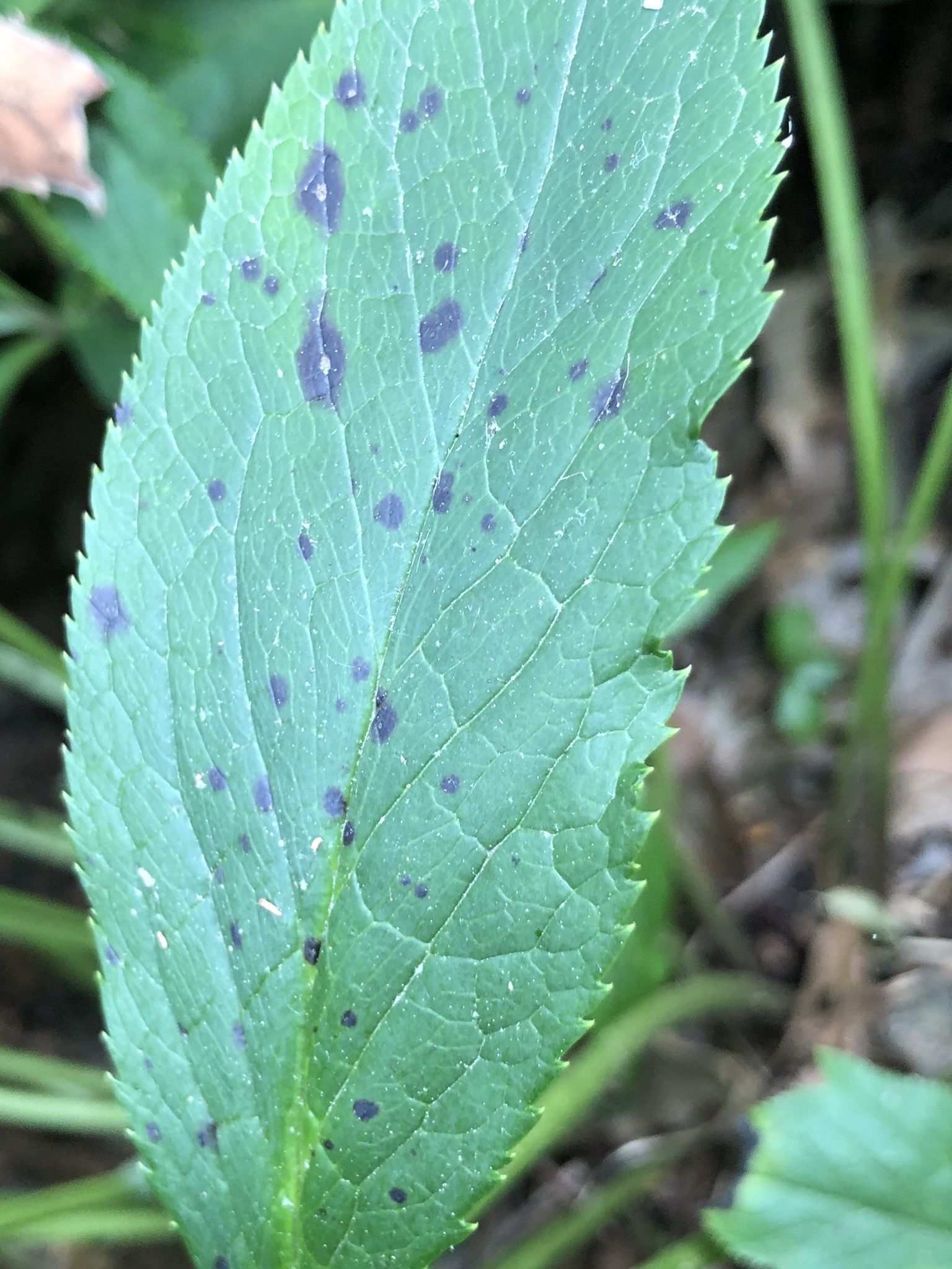 Microsphaeropsis hellebori