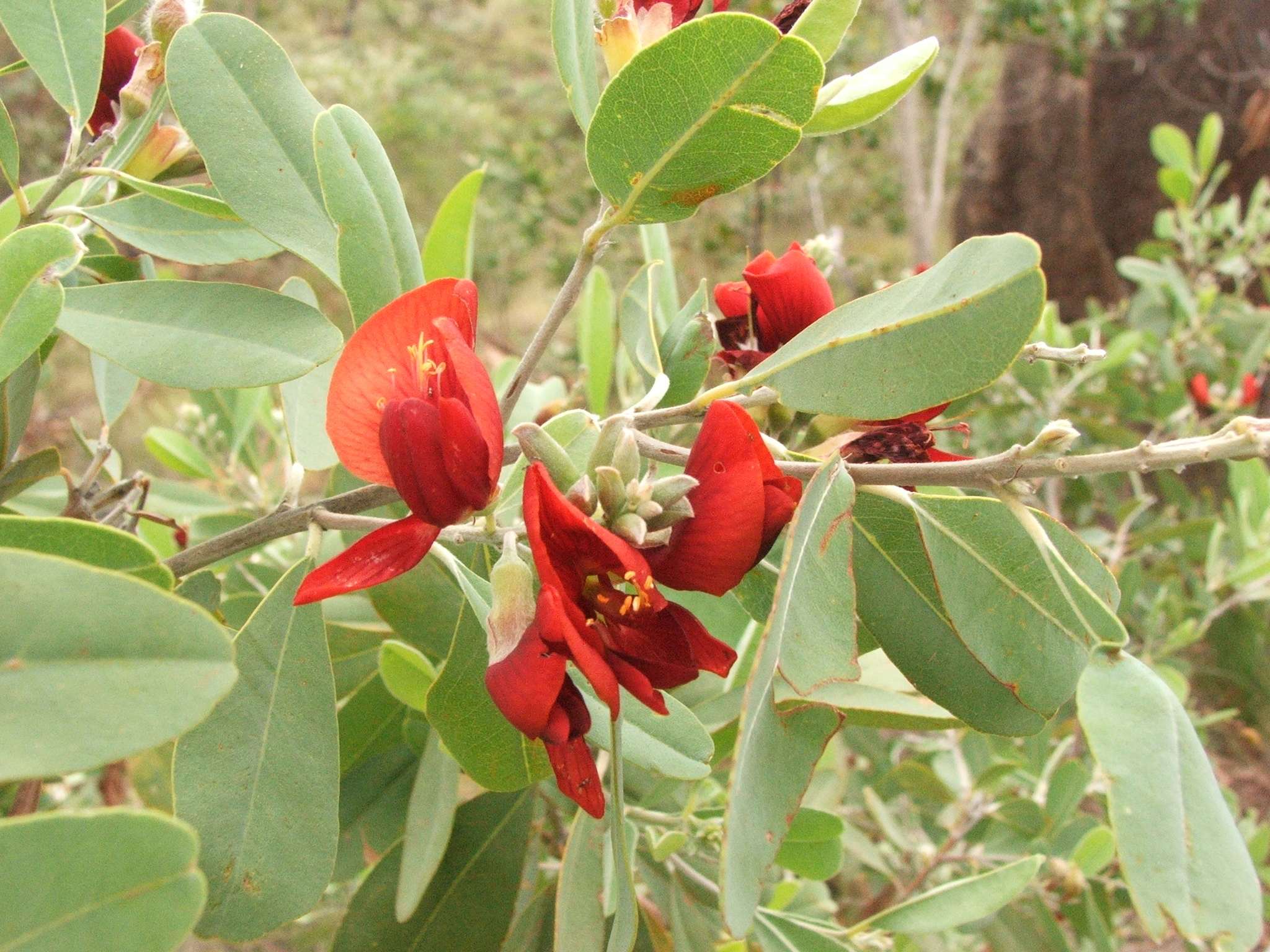 Gastrolobium grandiflorum