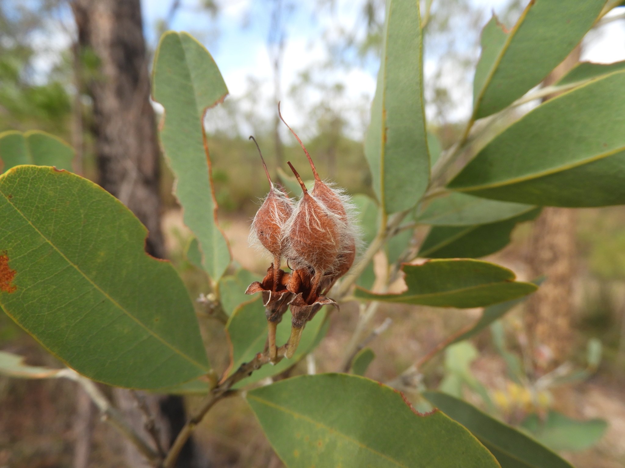 Gastrolobium grandiflorum