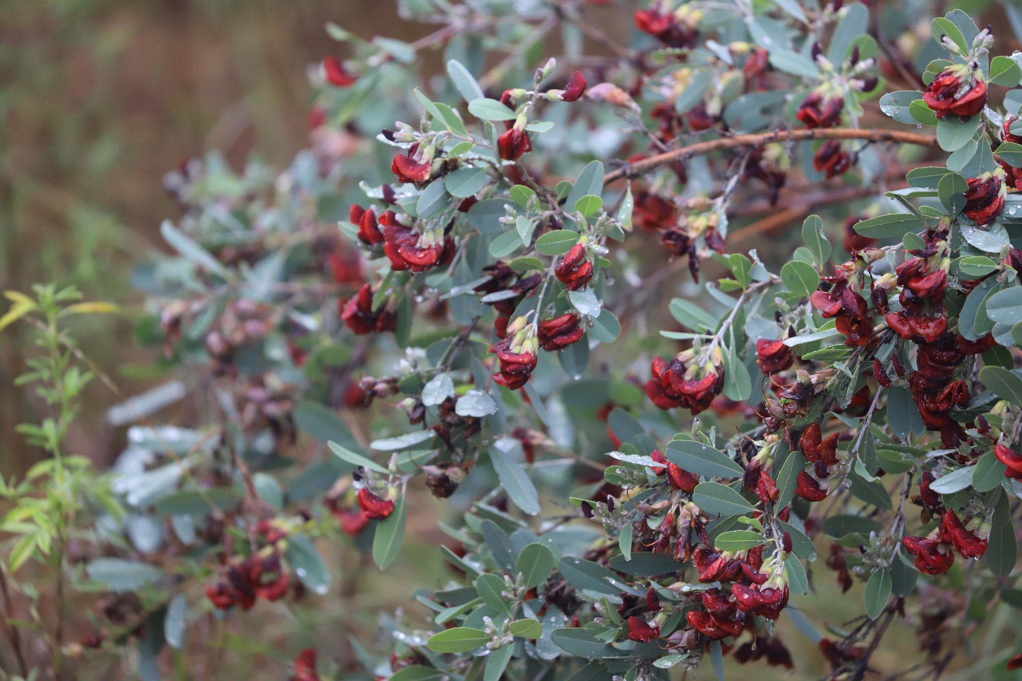 Gastrolobium grandiflorum