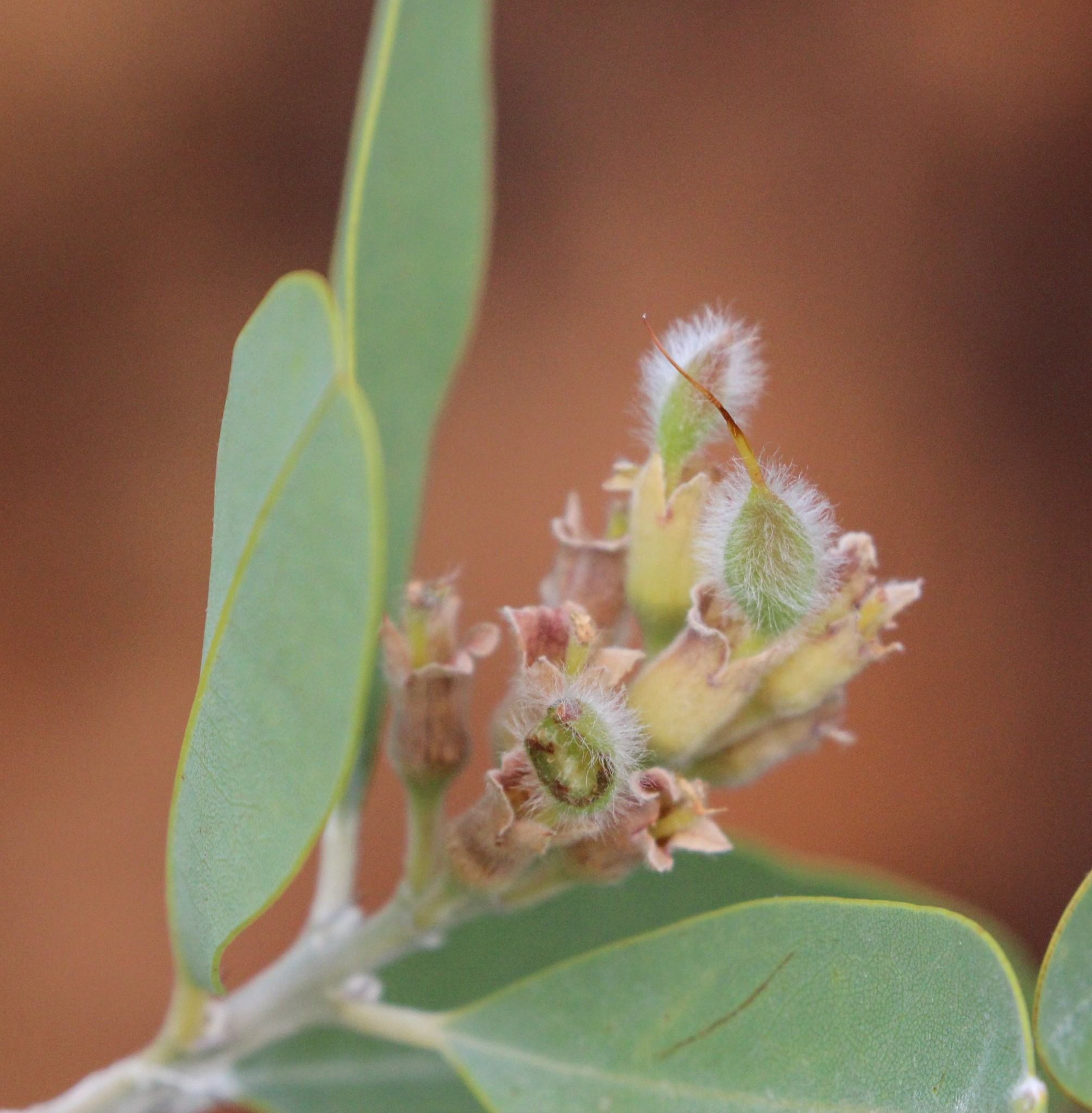 Gastrolobium grandiflorum