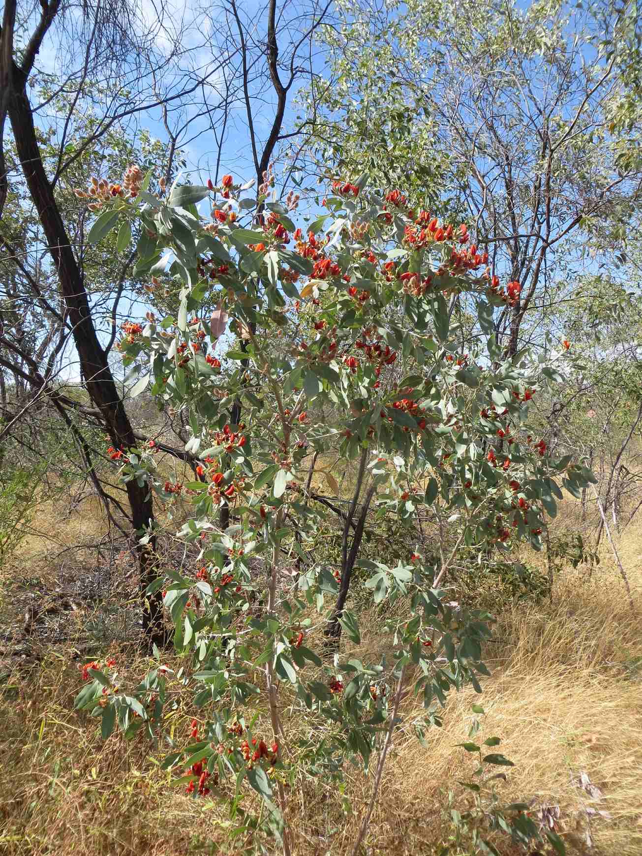 Gastrolobium grandiflorum
