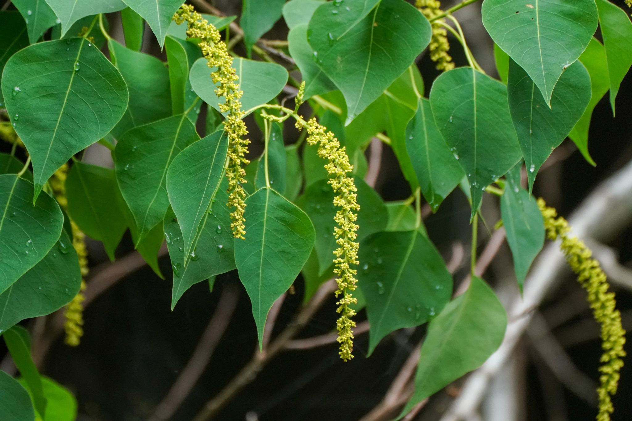 Triadica sebifera