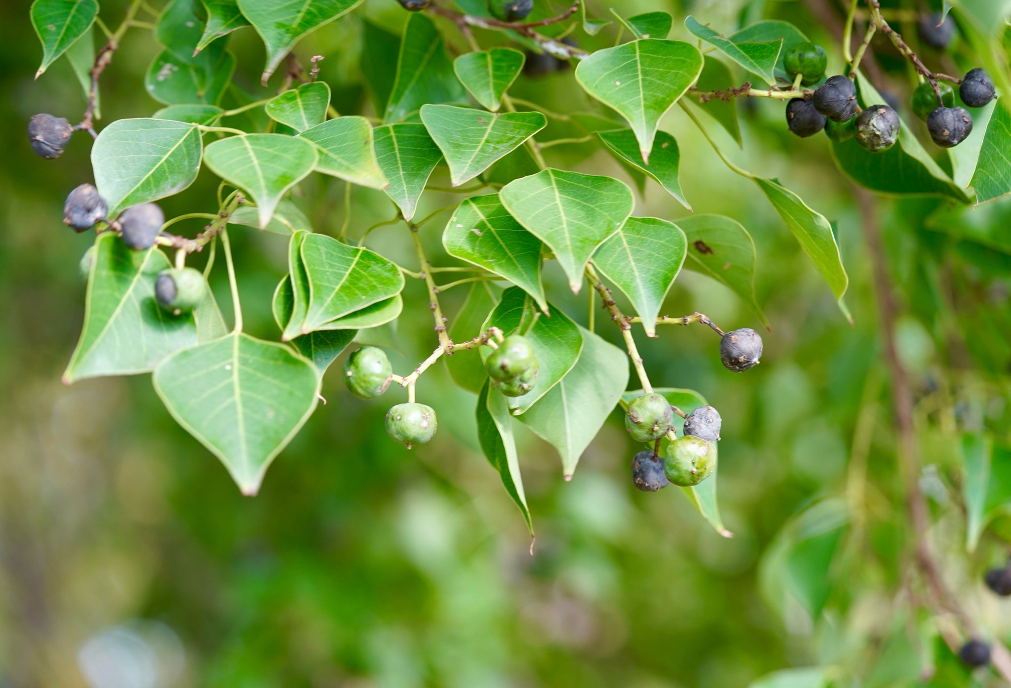 Triadica sebifera