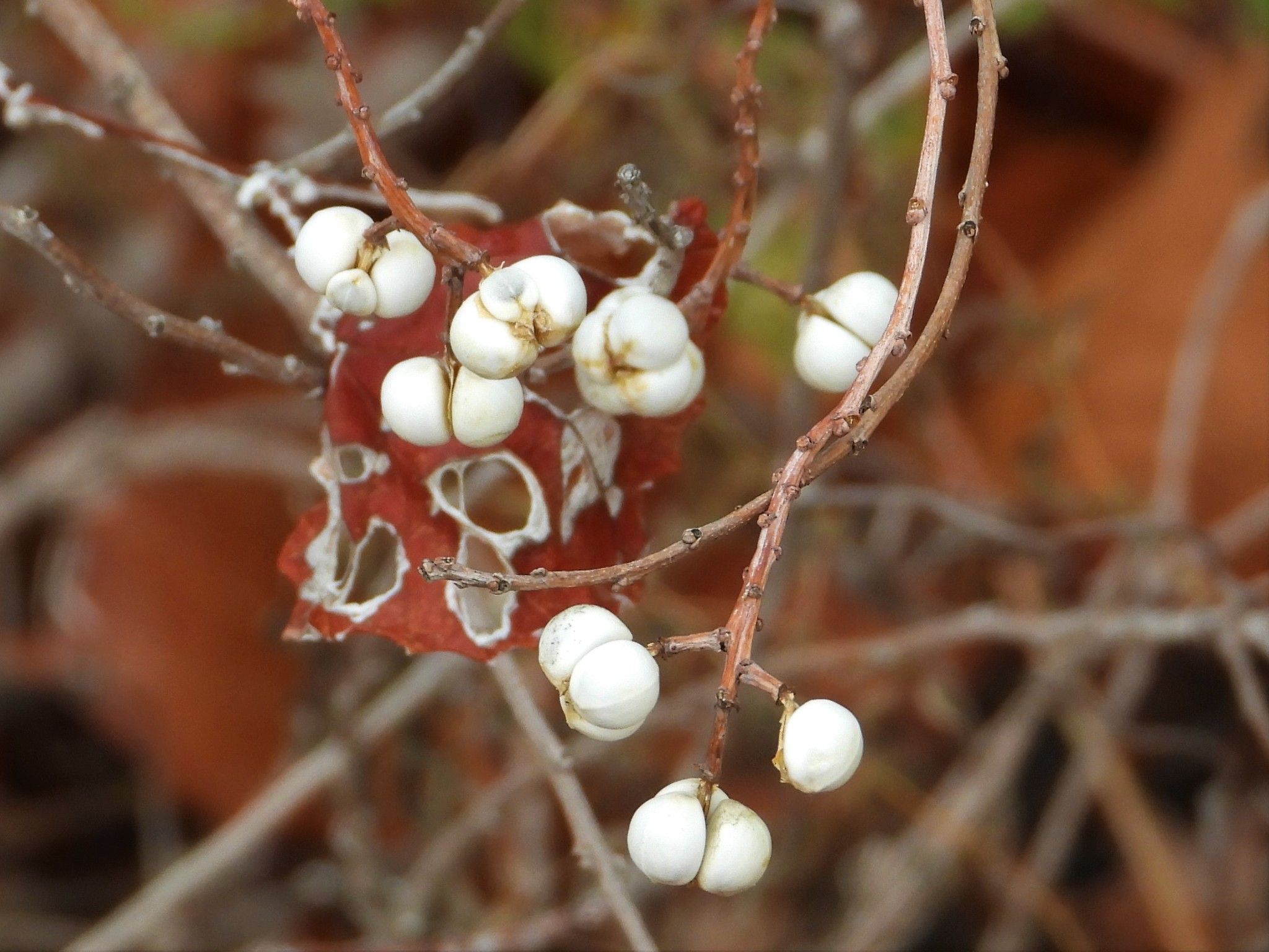 Triadica sebifera
