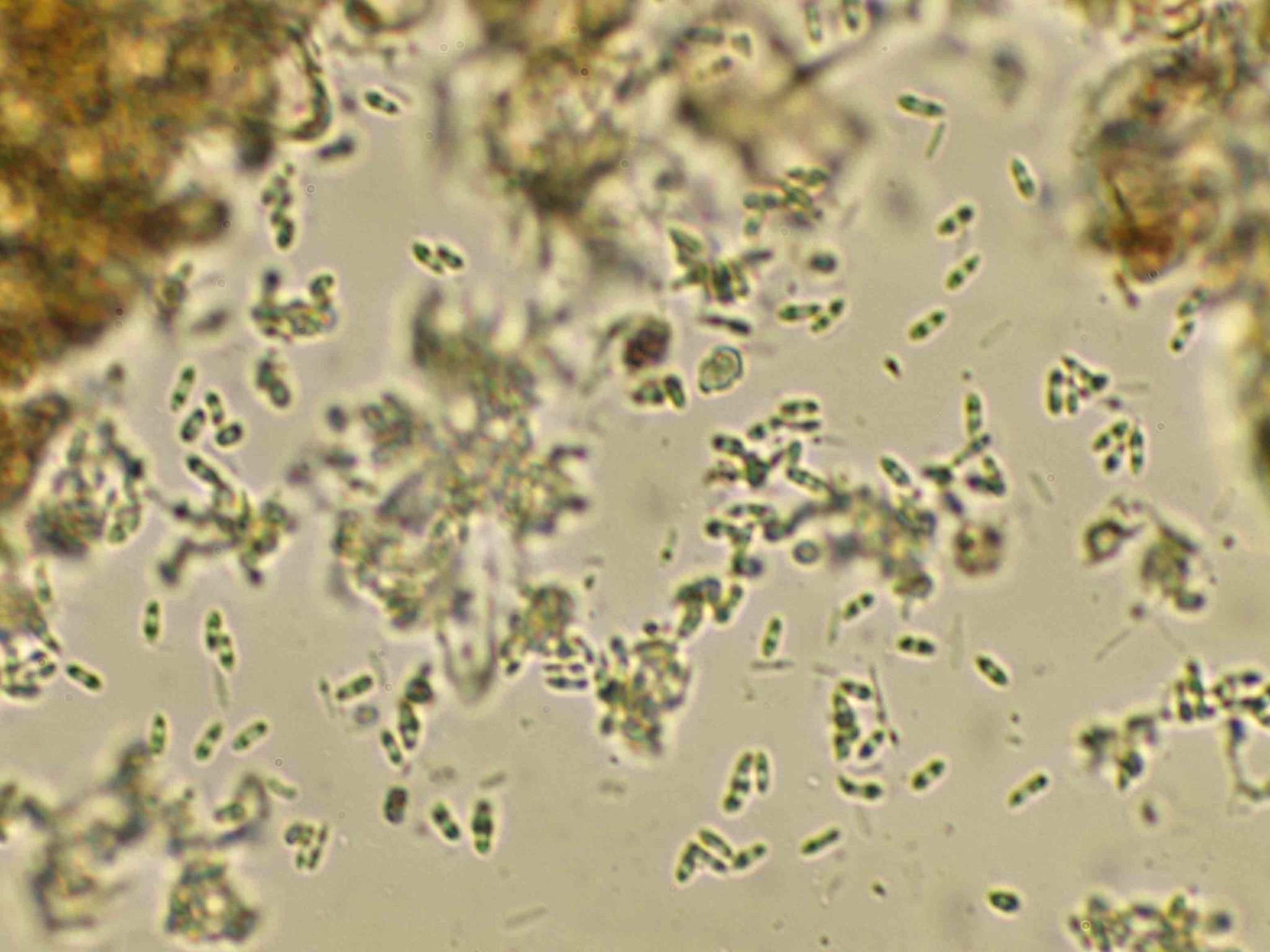 Diaporthe vexans
