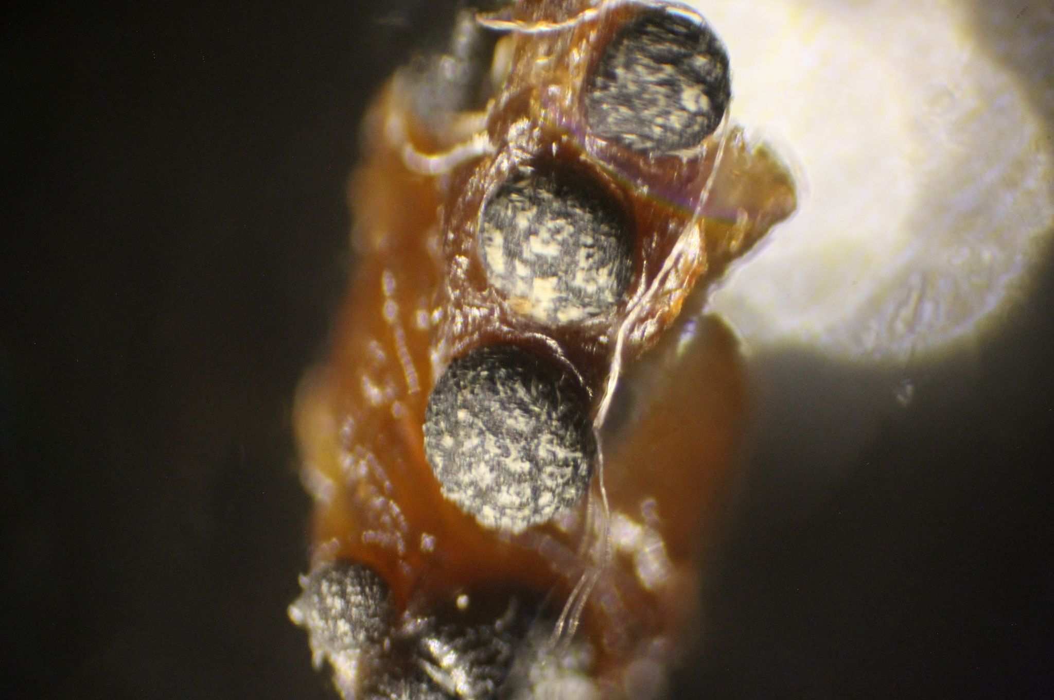 Diaporthe vexans