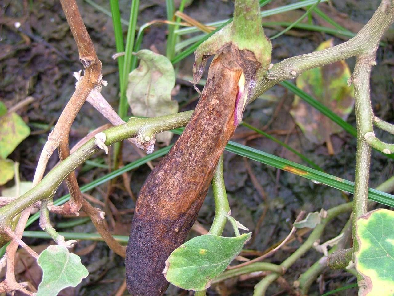 Diaporthe vexans