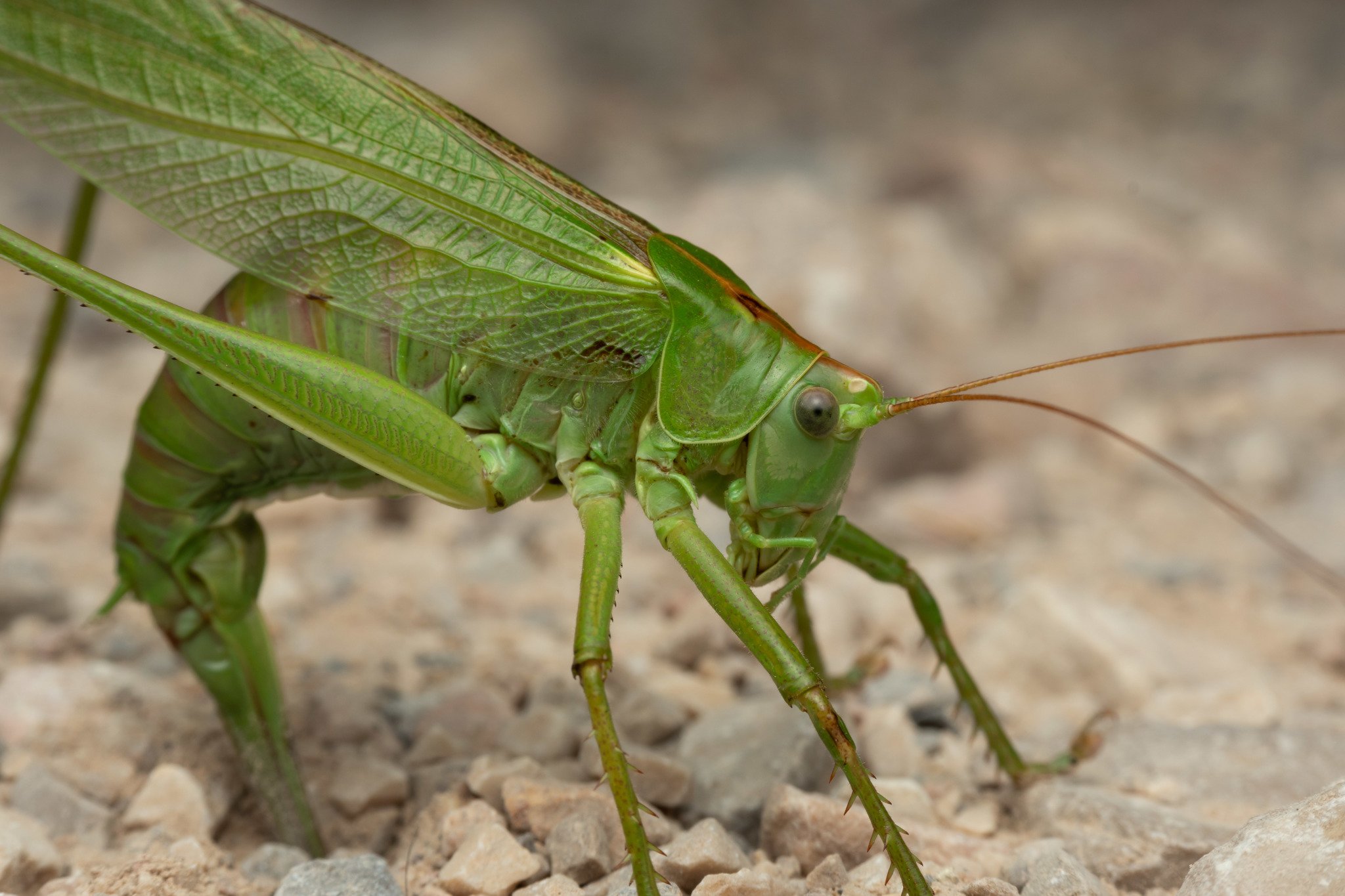 Tettigonia