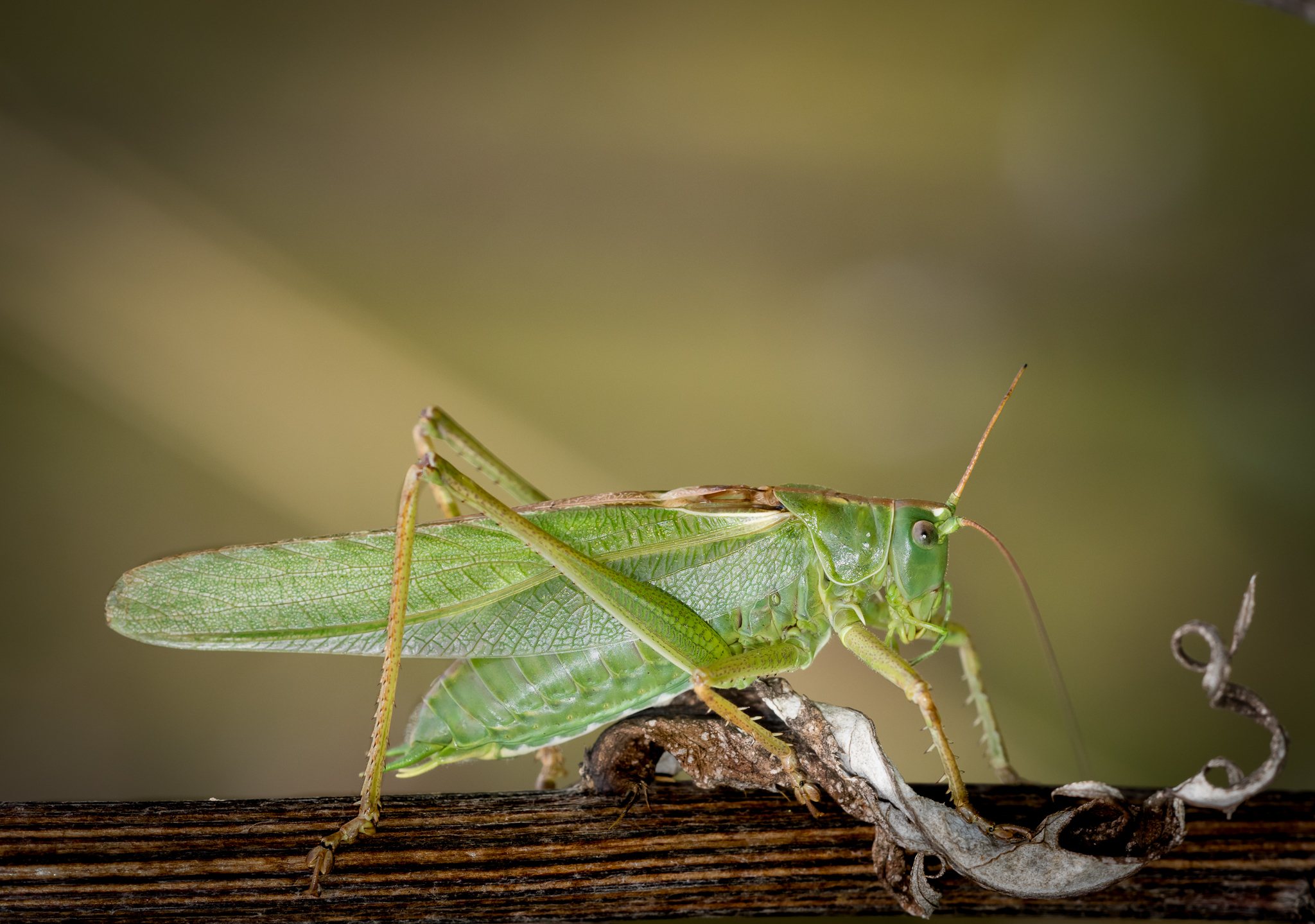 Tettigonia