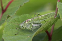 Tettigonia
