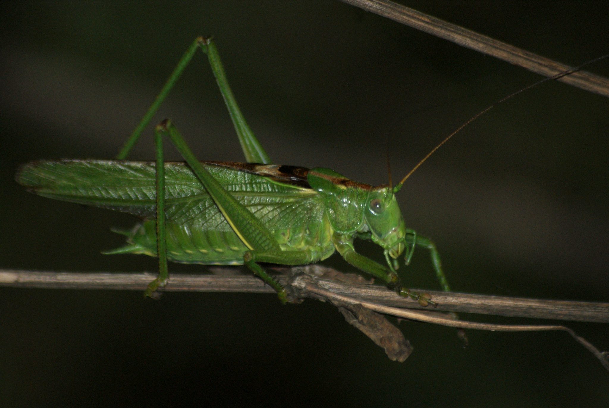 Tettigonia