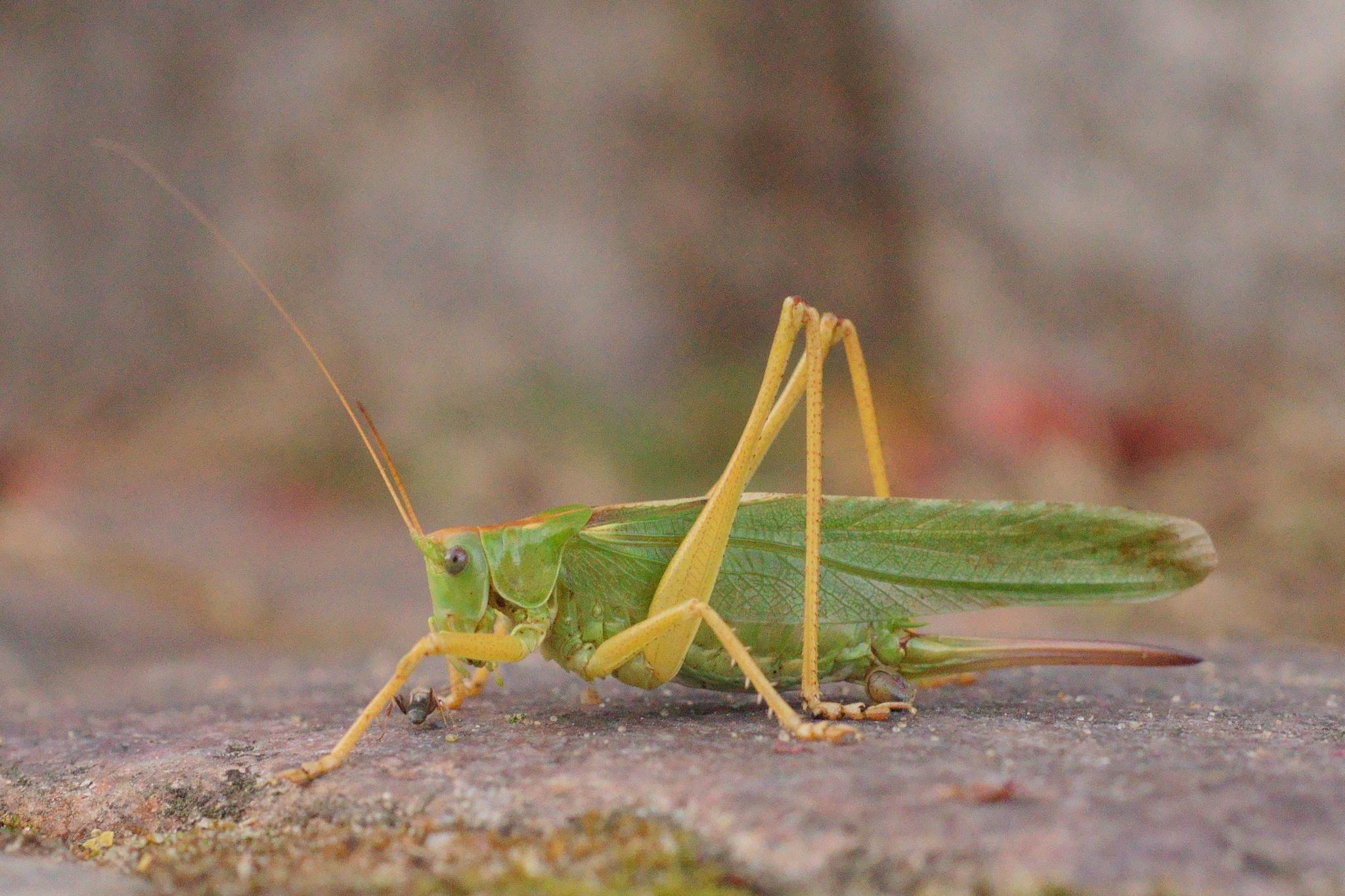 Tettigonia