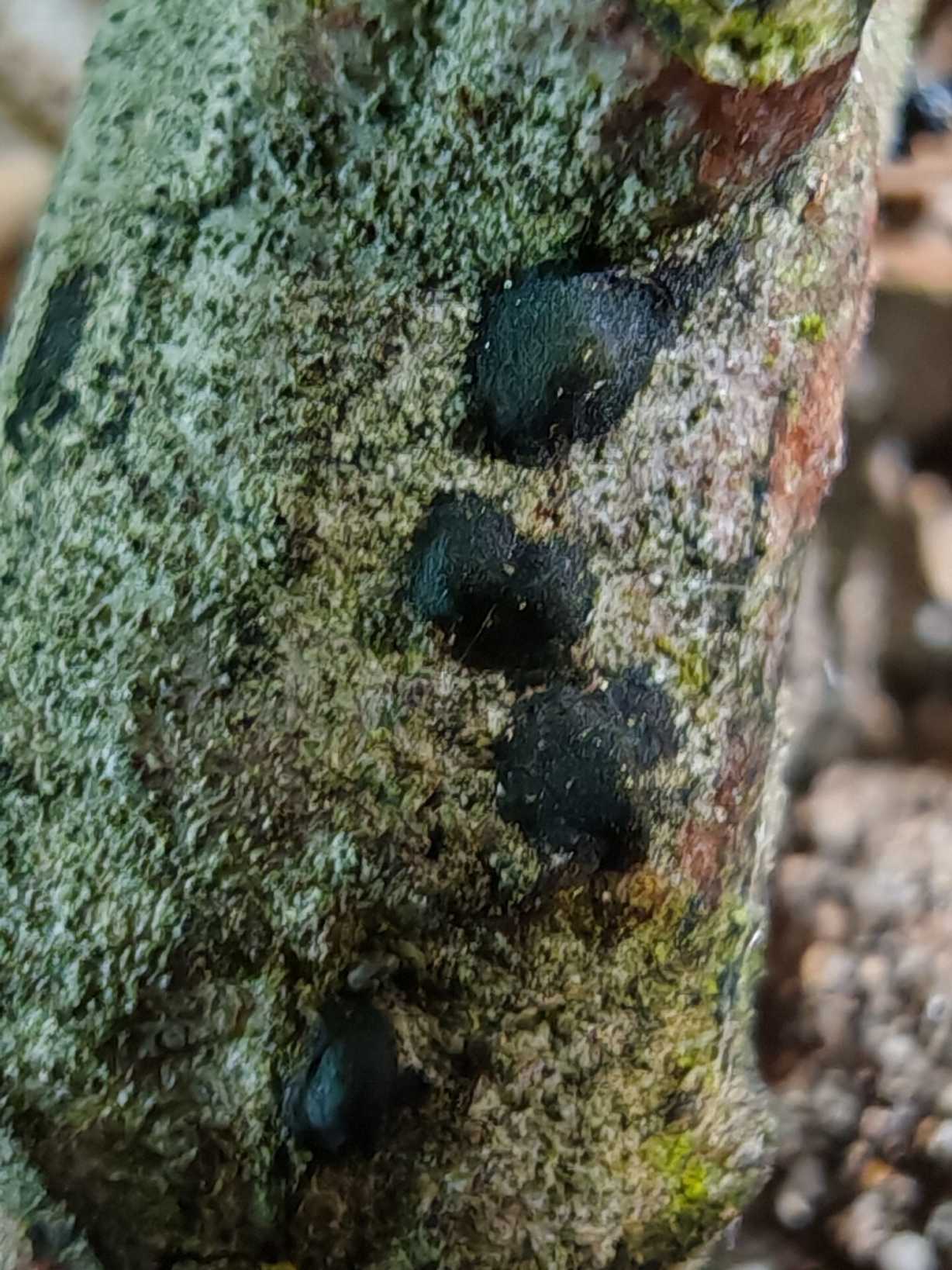 Melanconium