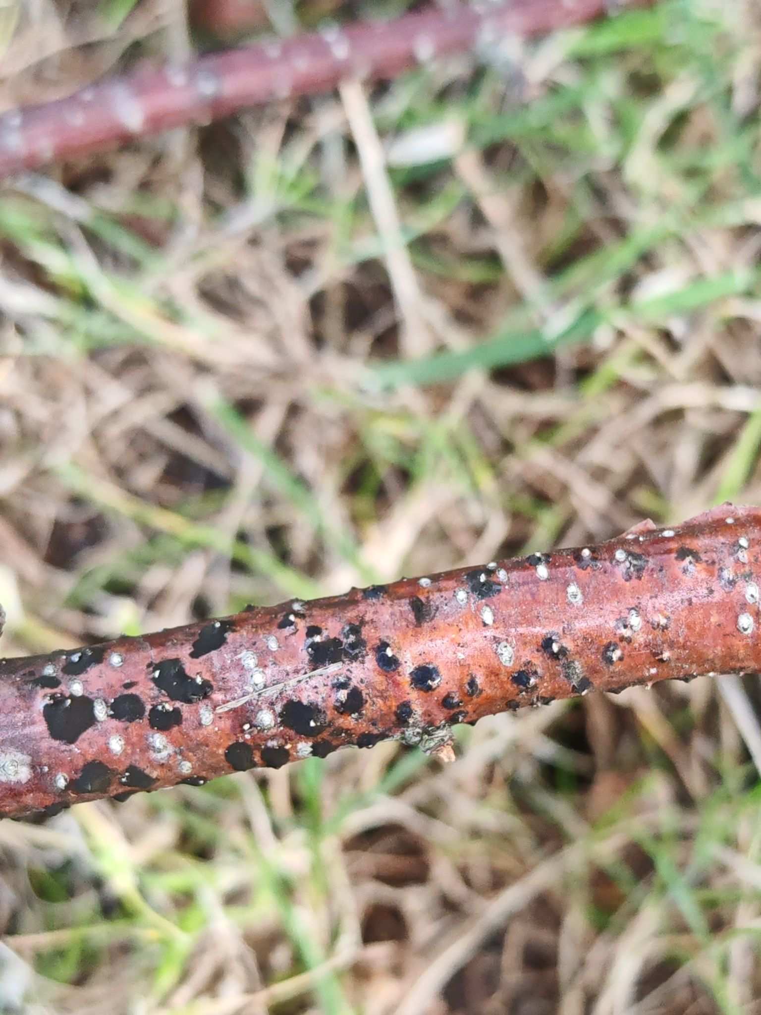 Melanconium