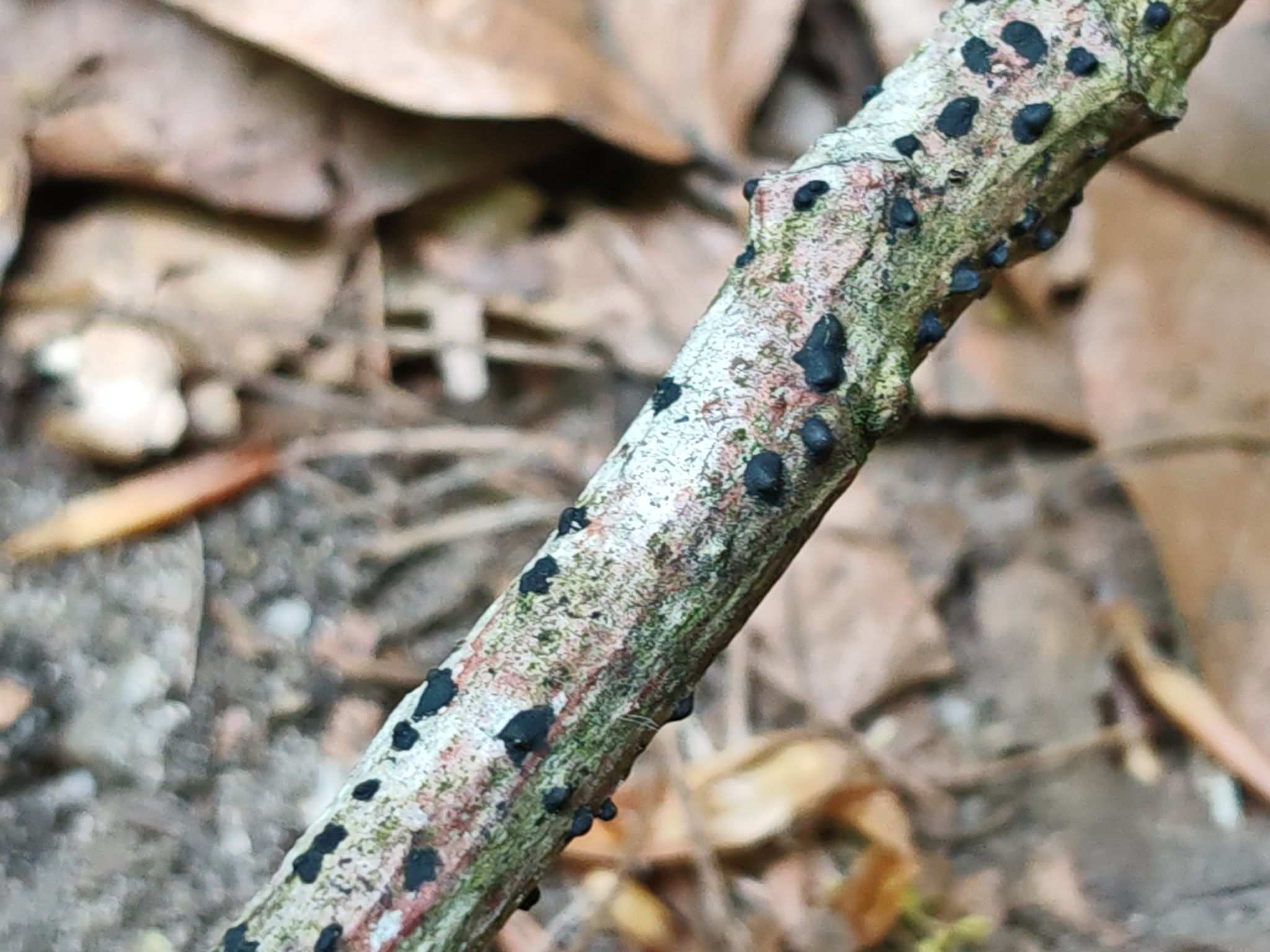 Melanconium