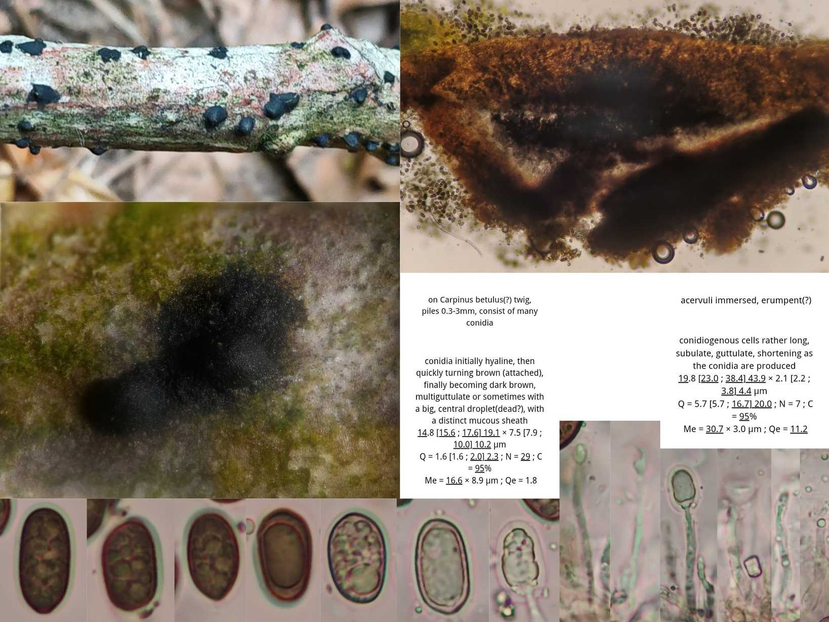 Melanconium