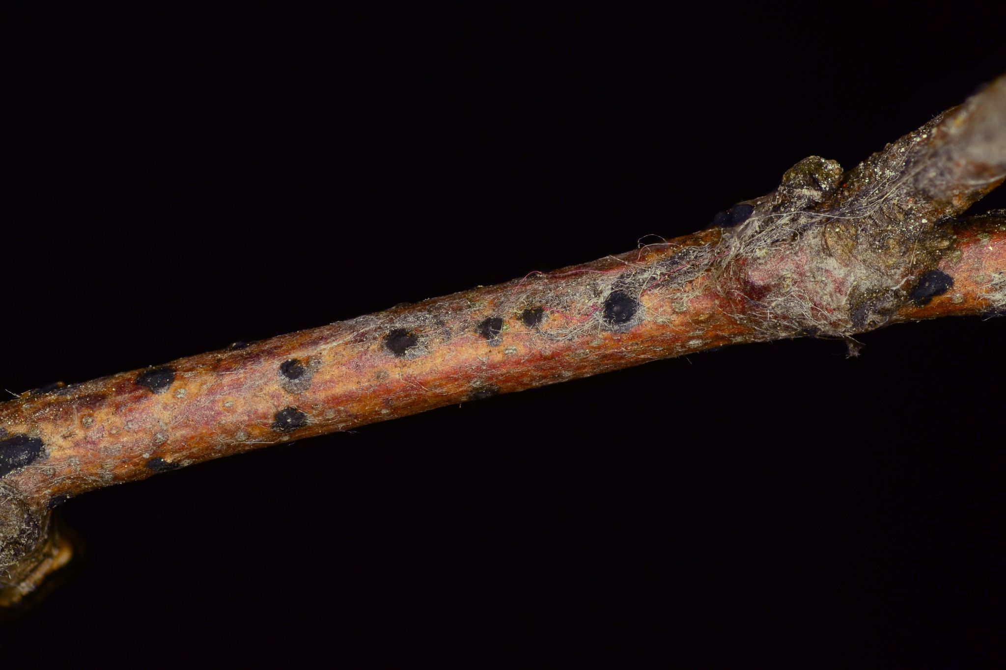 Melanconium