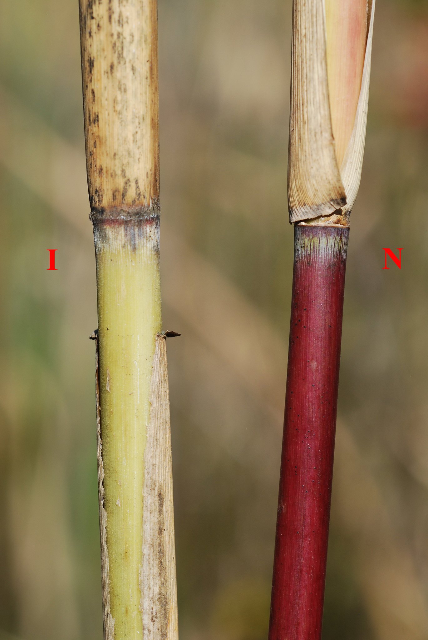 Phragmites australis