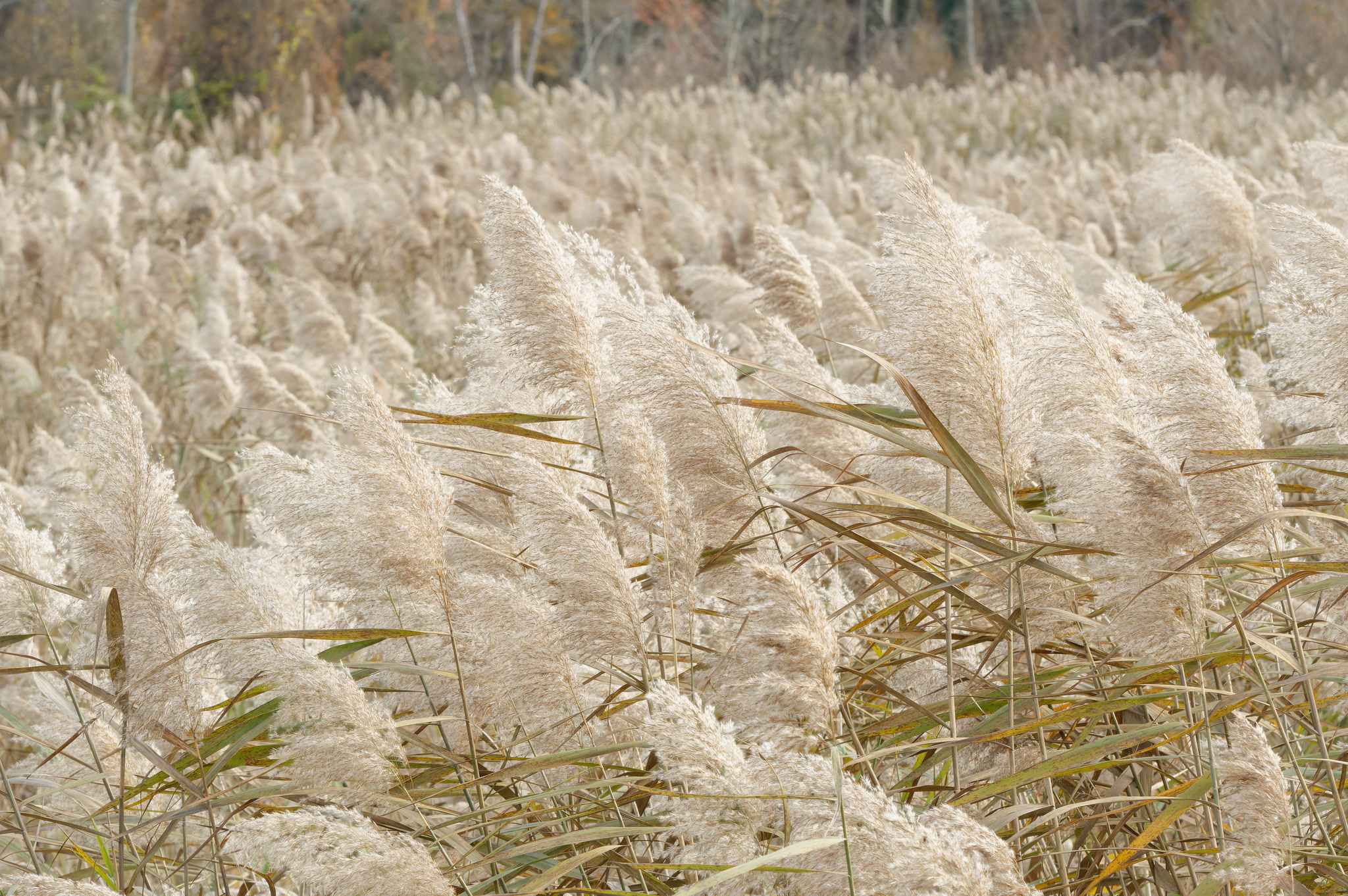 Phragmites australis