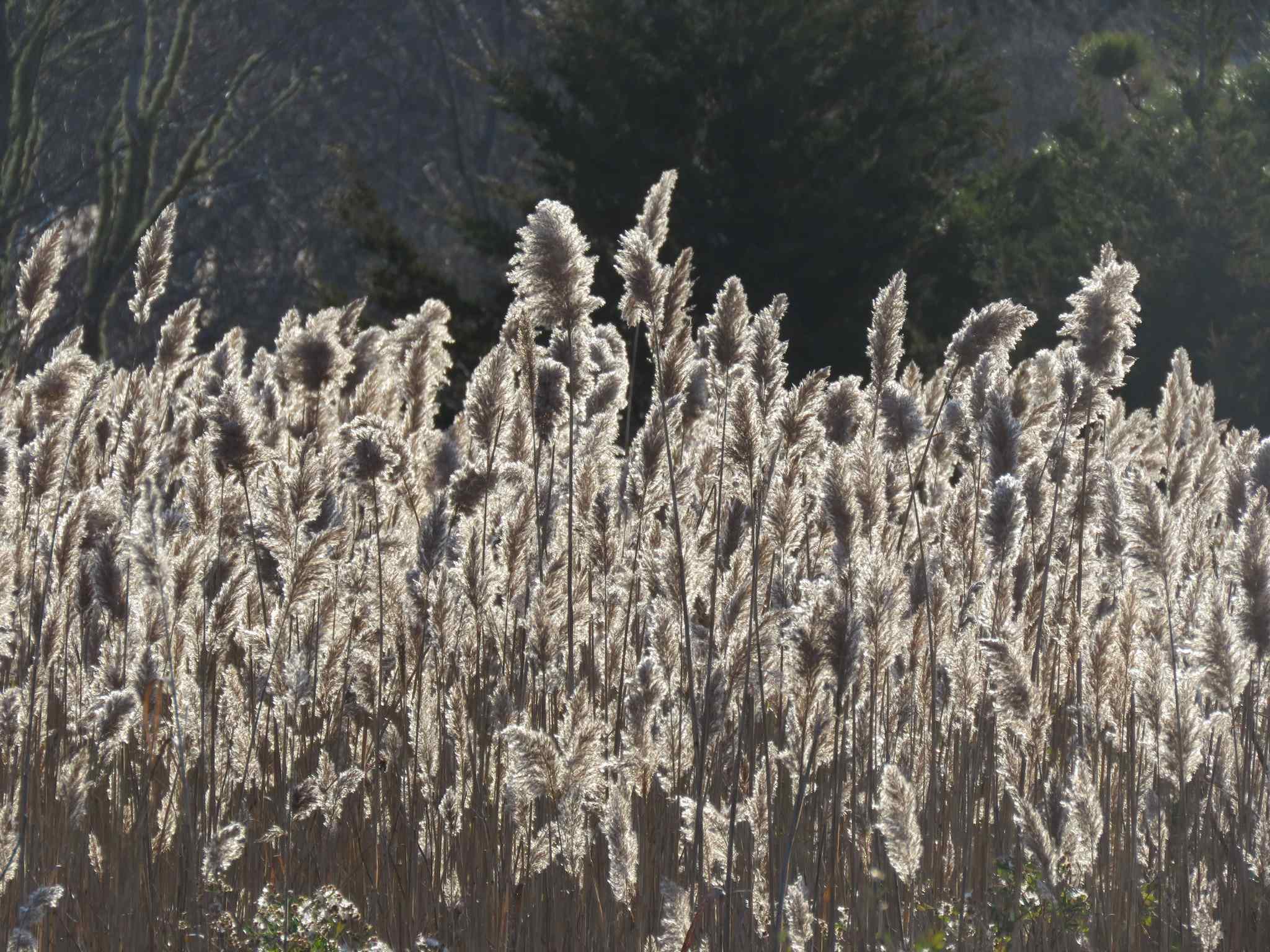 Phragmites australis