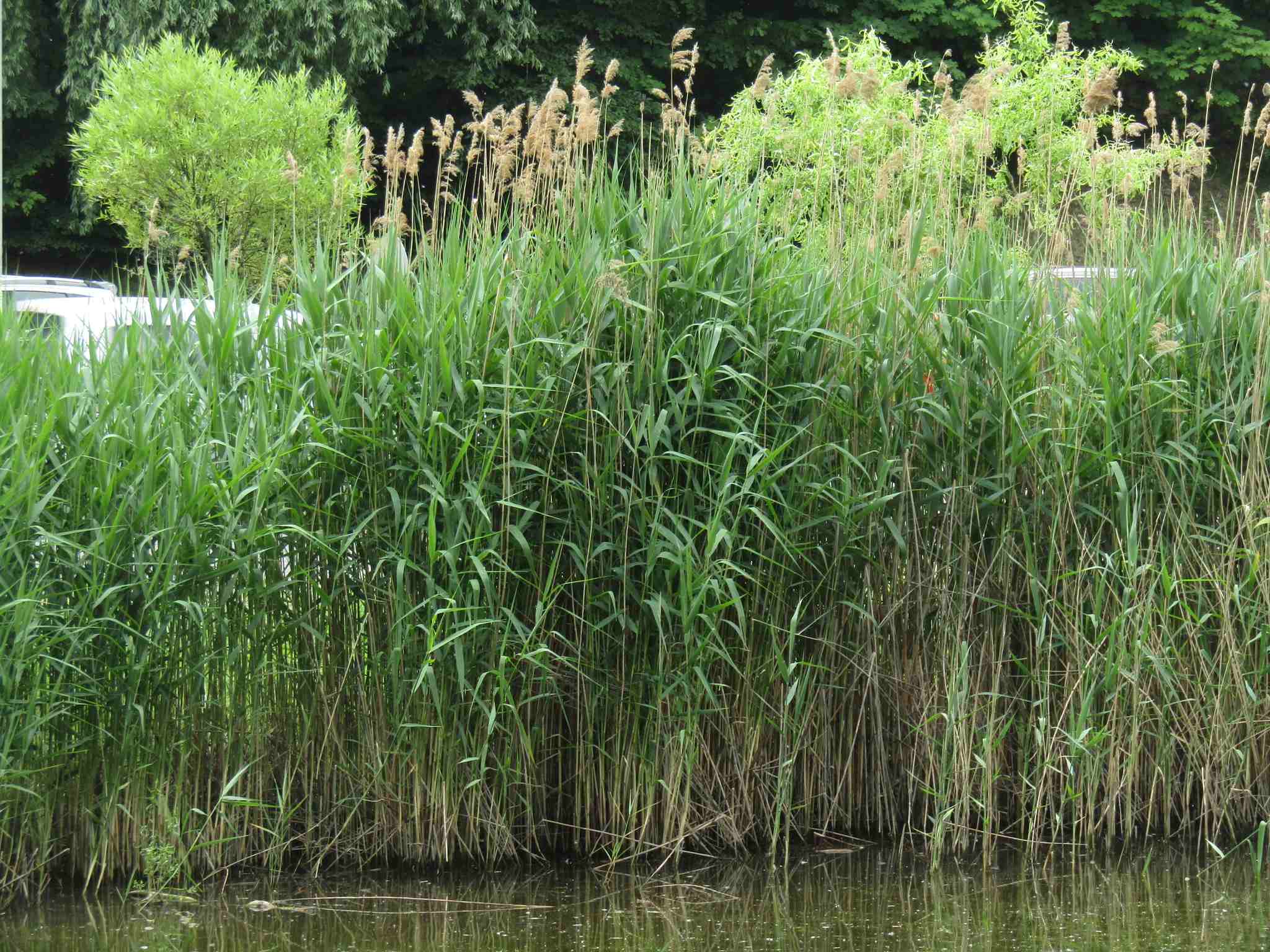 Phragmites australis