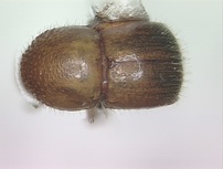 Xylosandrus morigerus