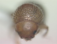 Xylosandrus morigerus