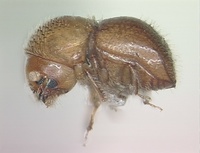 Xylosandrus morigerus
