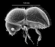 Xylosandrus morigerus