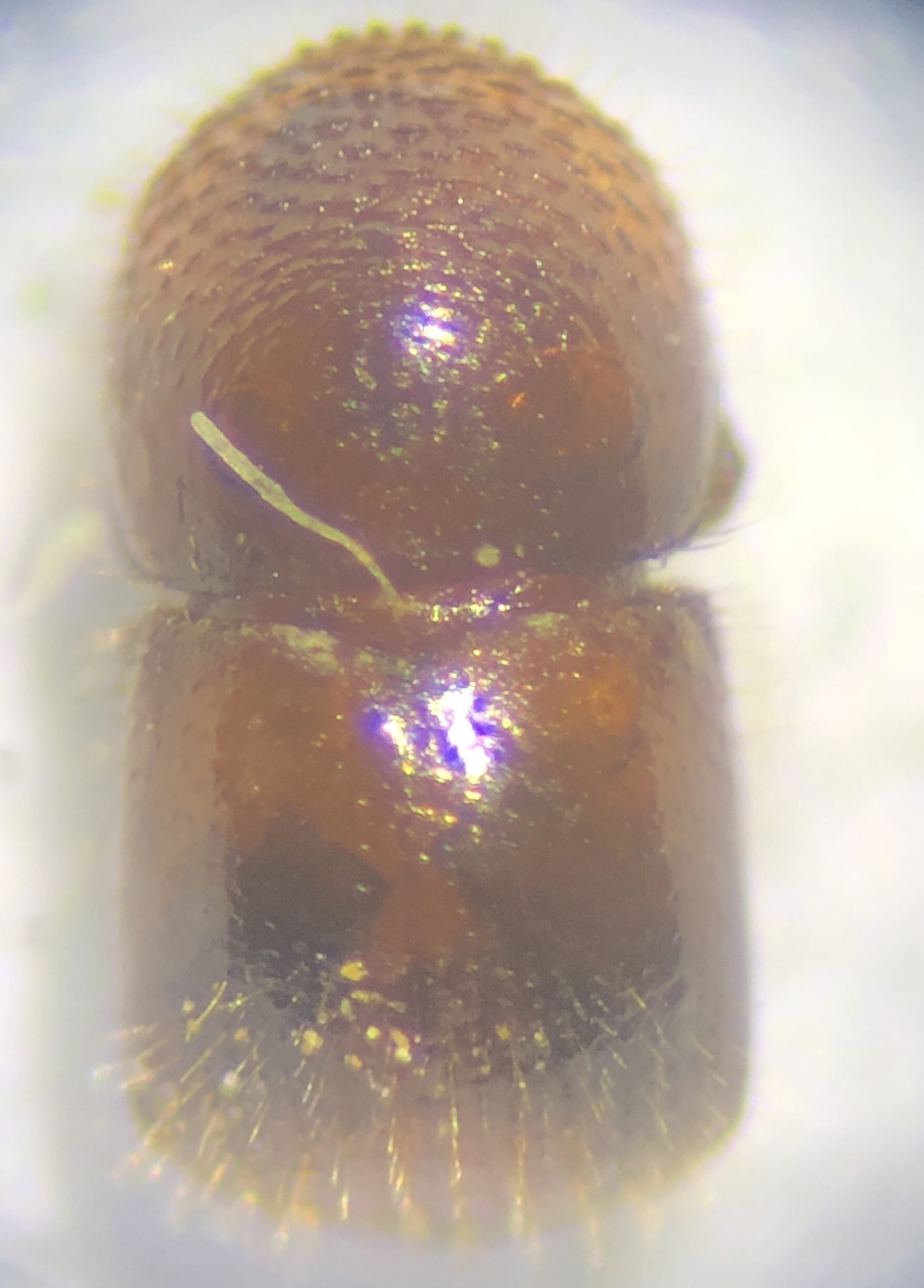 Xylosandrus morigerus
