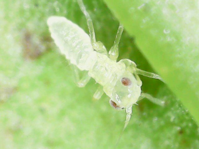 Amrasca biguttula