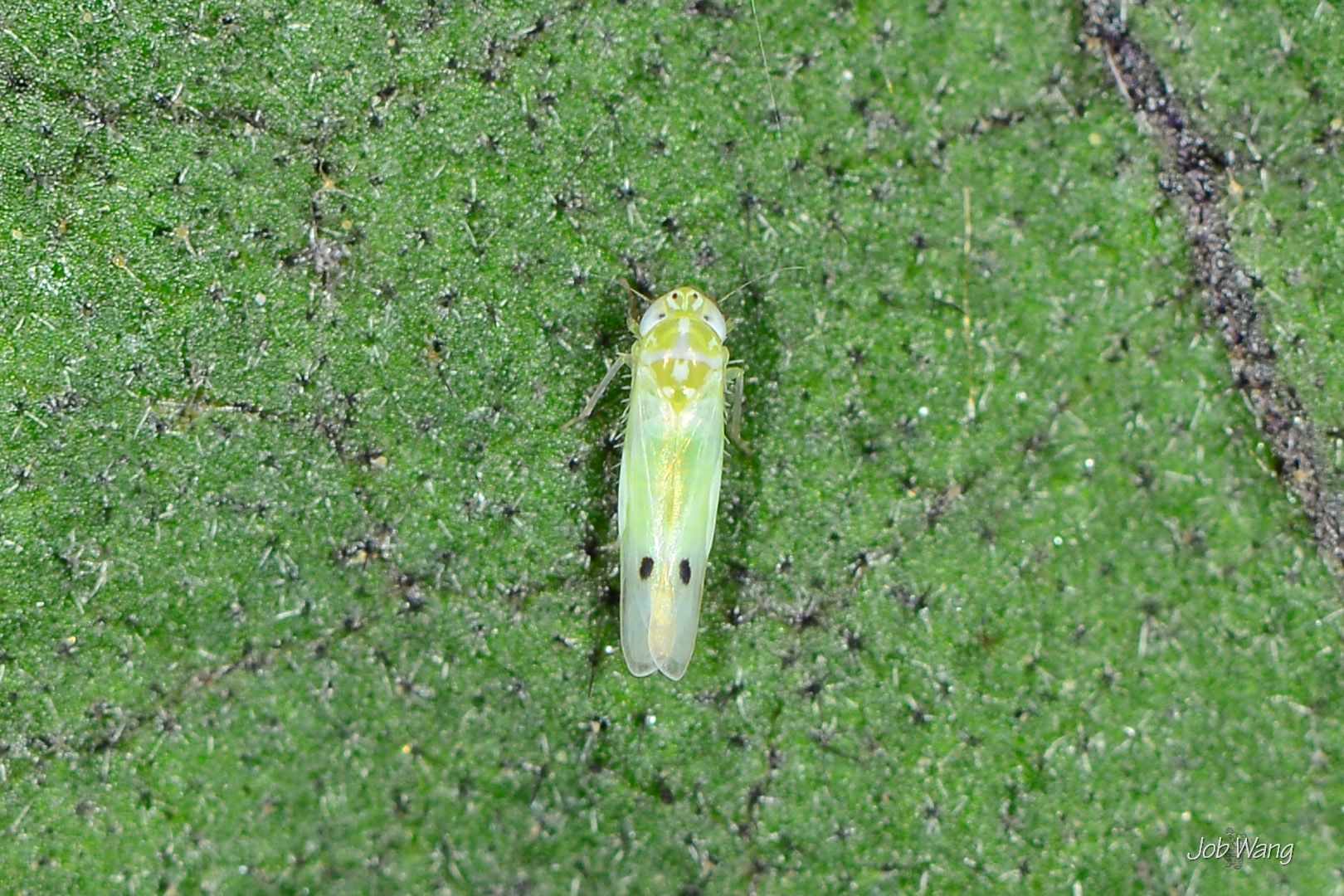 Amrasca biguttula