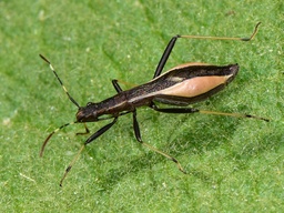 Micrelytra