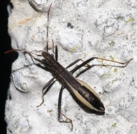Micrelytra