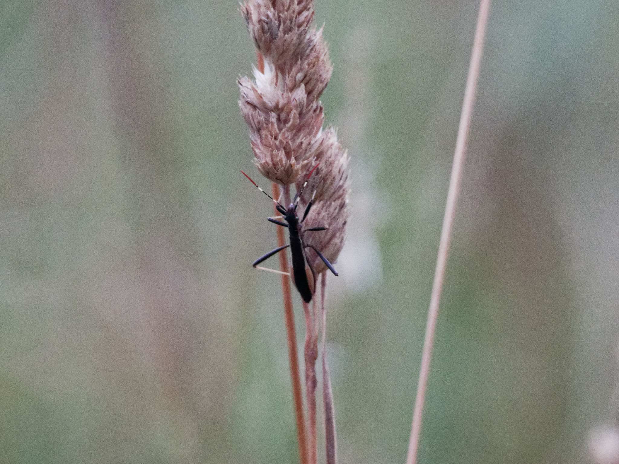 Micrelytra