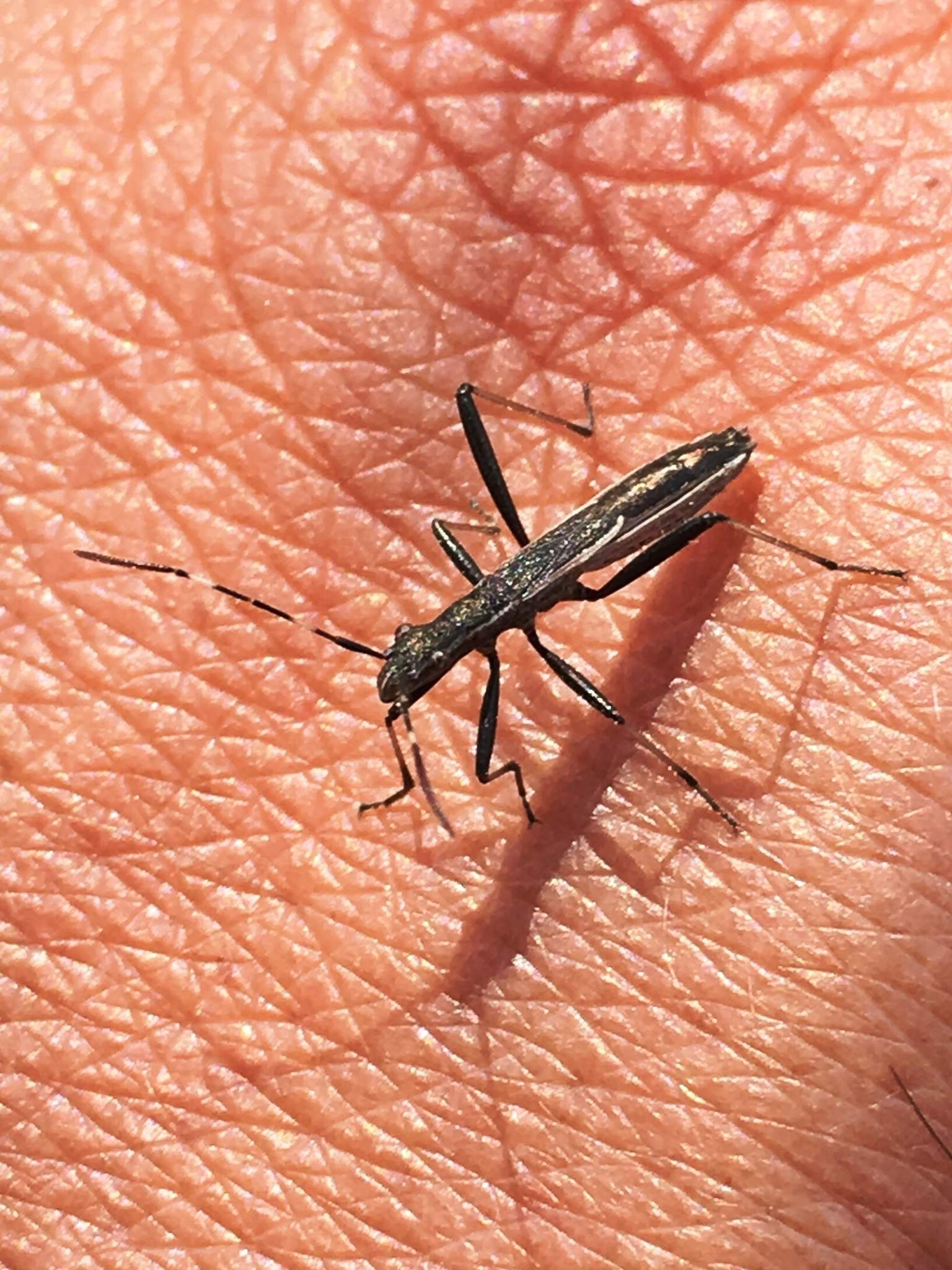 Micrelytra