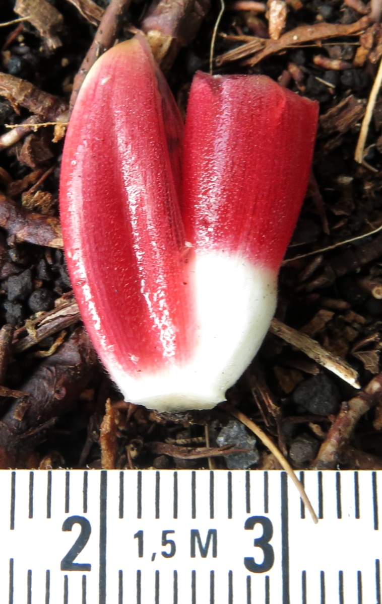 Costus spicatus